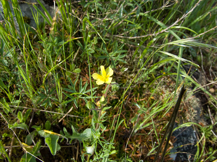 Helianthemum salicifolium?